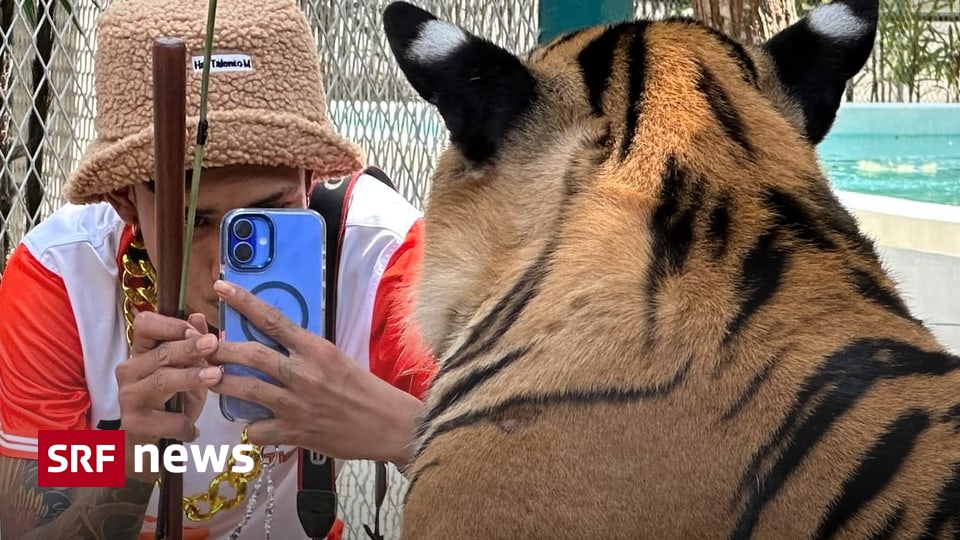 Tourismus vor Tierschutz: Wenn Tiger für Fotos leiden müssen