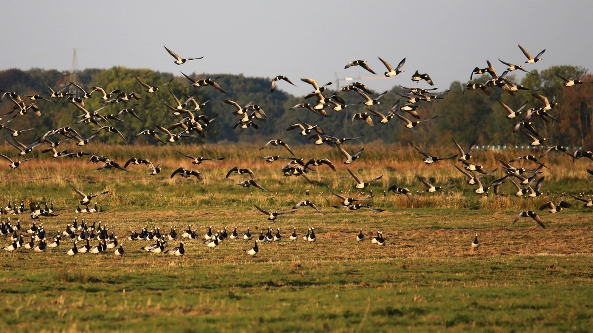 Zugvögel verfolgen einen ausgeklügelten Flugplan