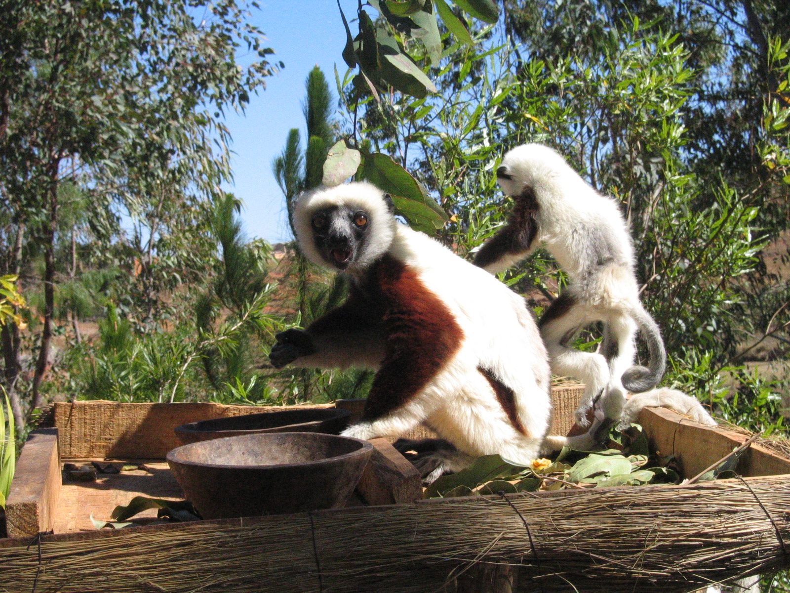 Madagaskar Bild 4
