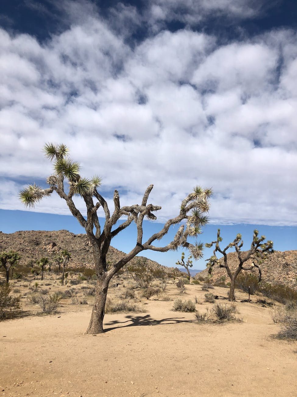 Joshua Tree National Park Bild 7