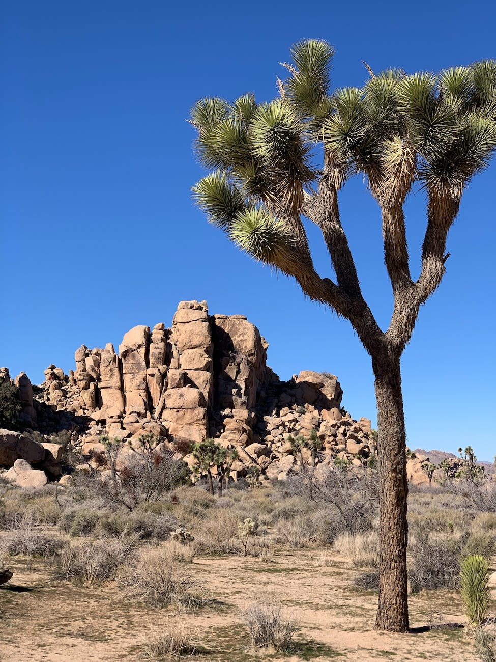 Joshua Tree National Park Bild 6