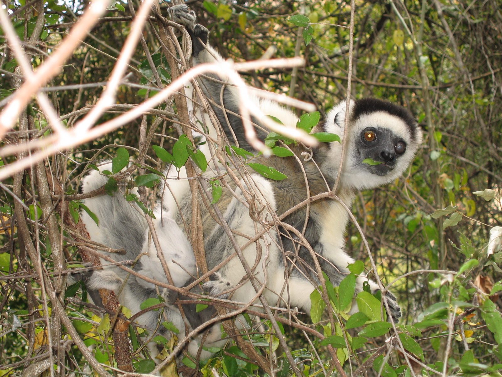 Madagaskar Bild 14