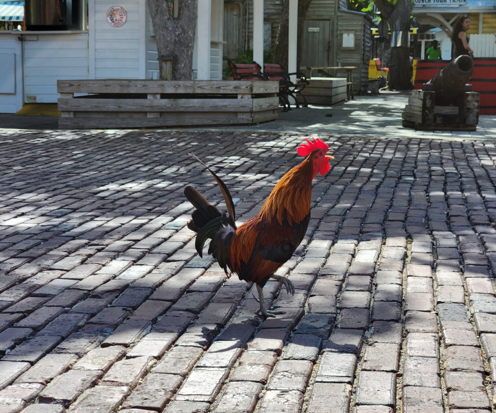 Key West Bild 8