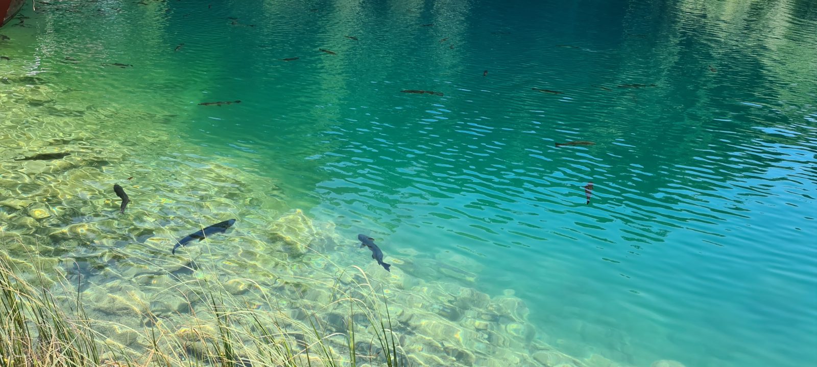 Blausee Bild 7