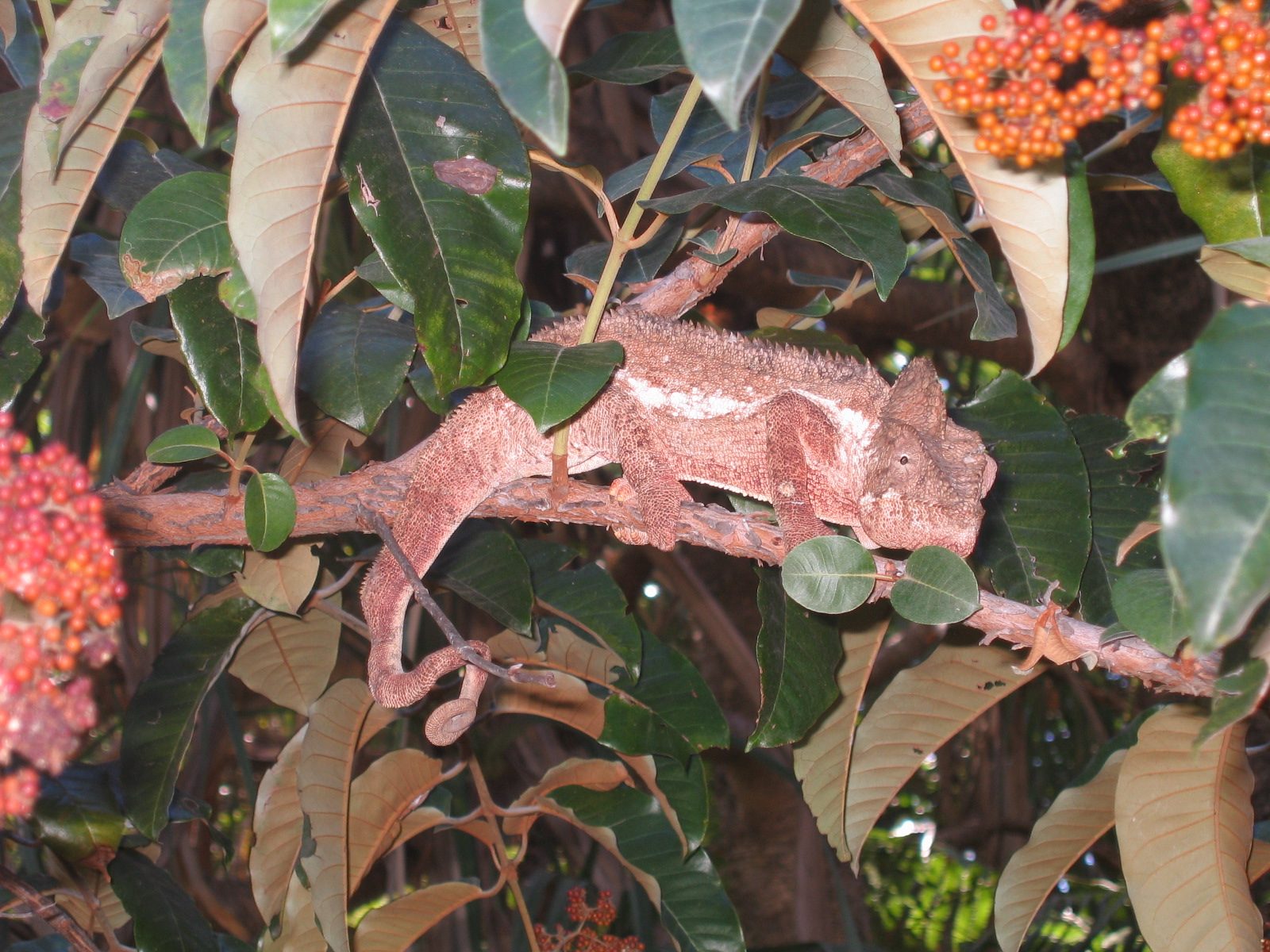 Madagaskar Bild 18