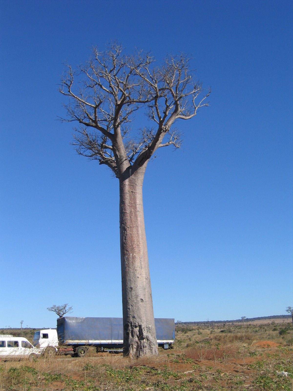 Madagaskar Bild 19