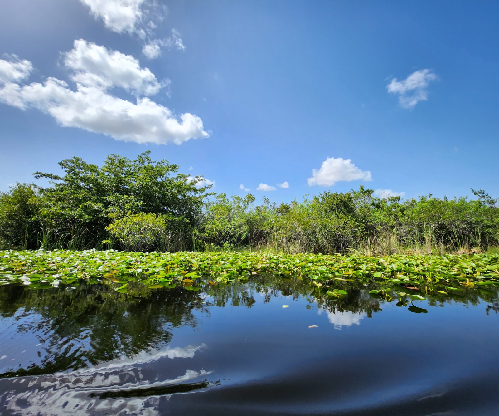 Everglades Bild 3