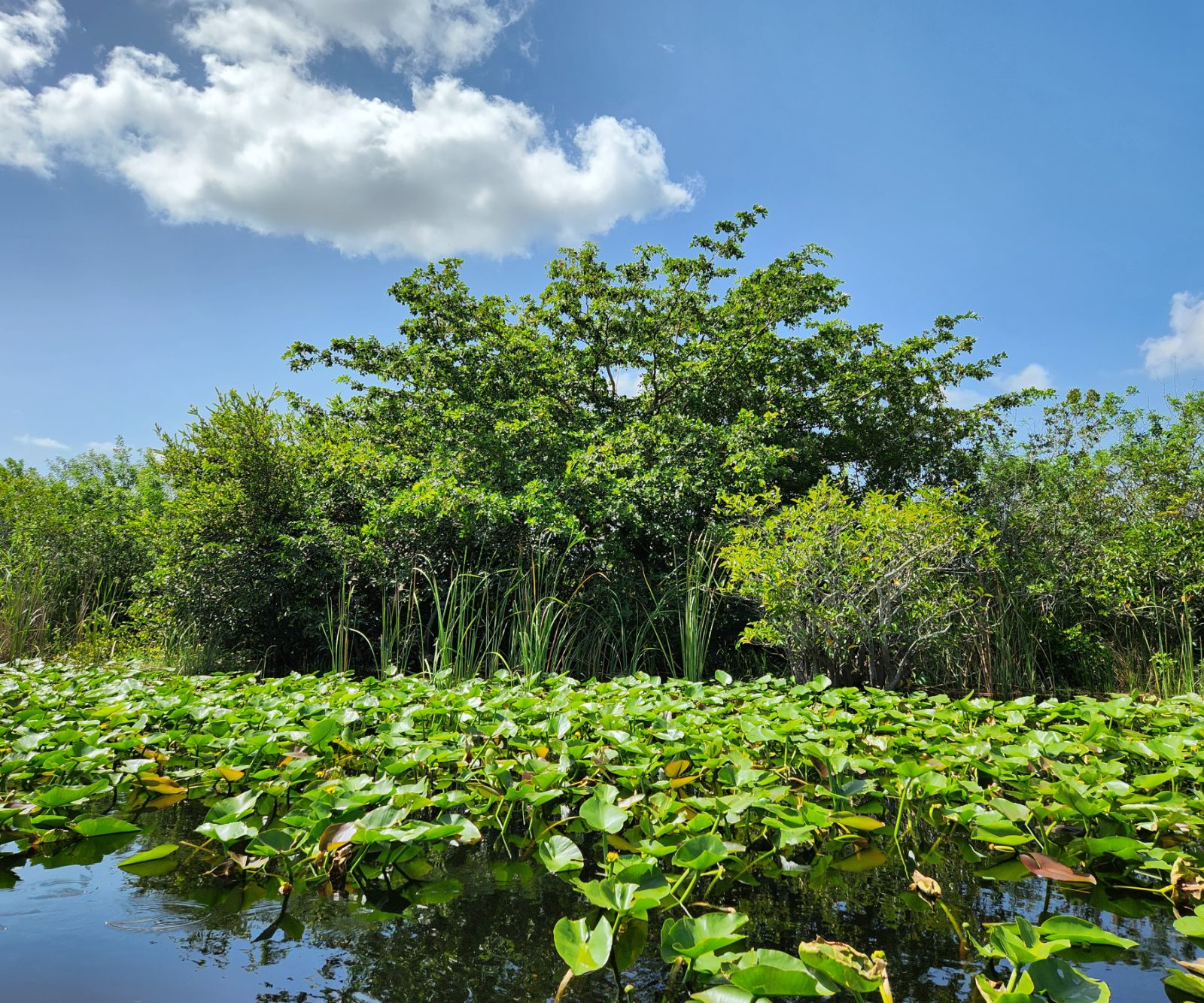 Everglades Bild 4