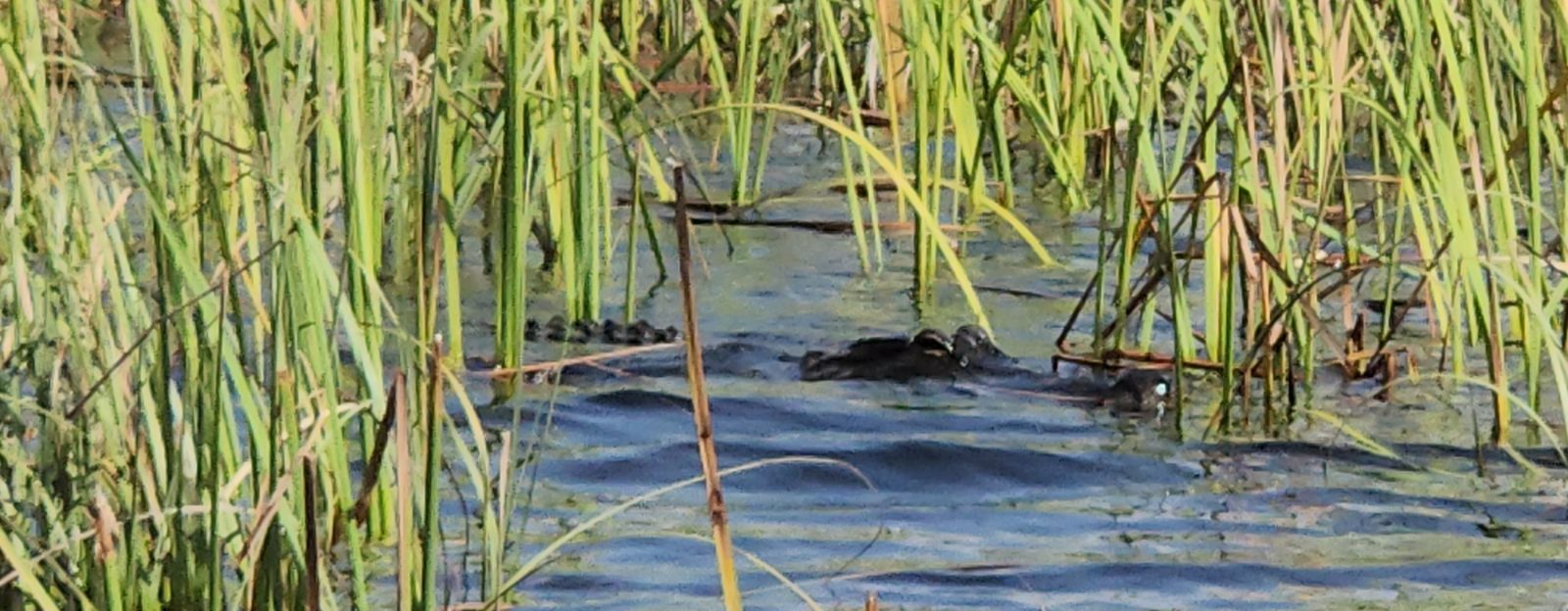 Everglades Bild 10