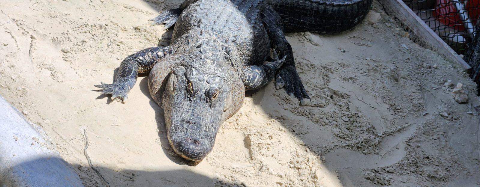Everglades Bild 9