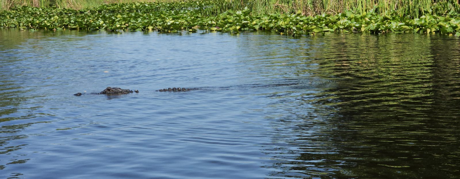 Everglades Bild 13