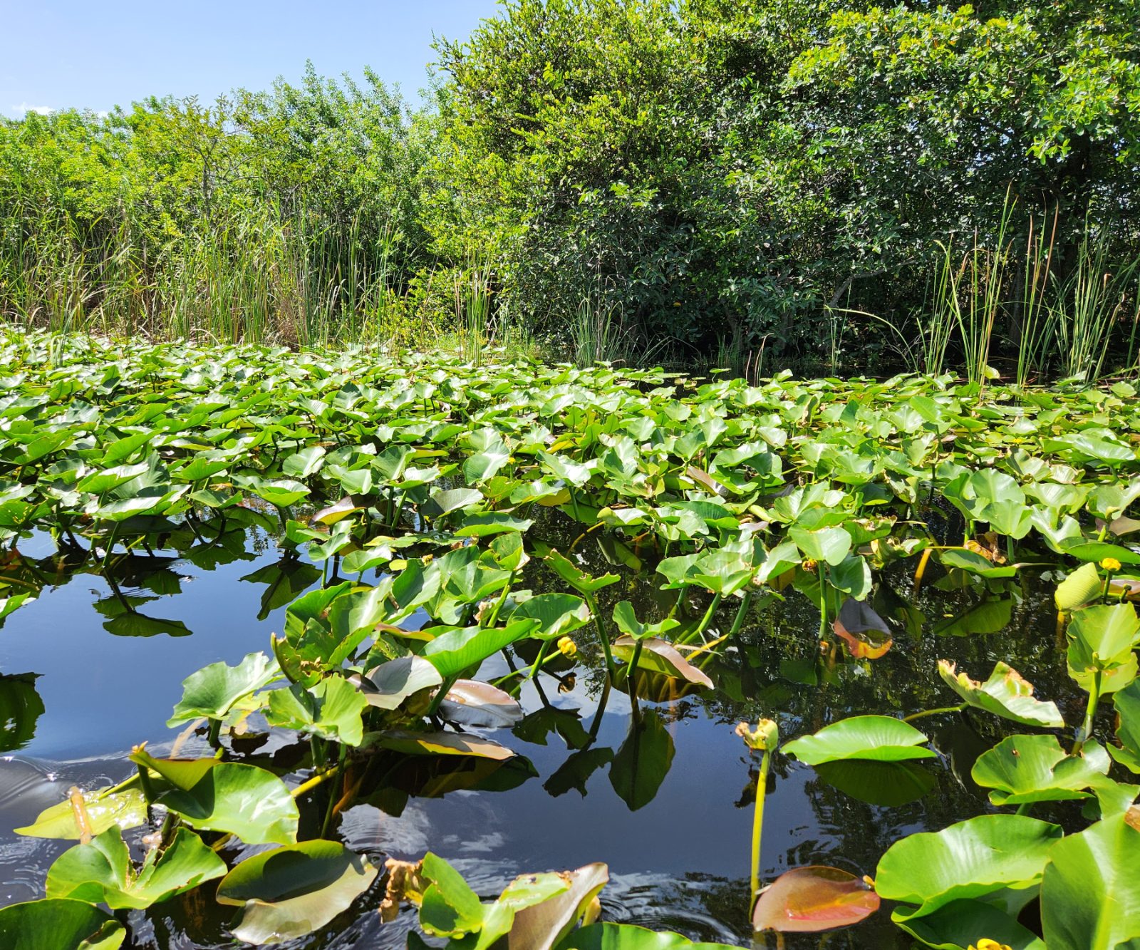 Everglades Bild 5