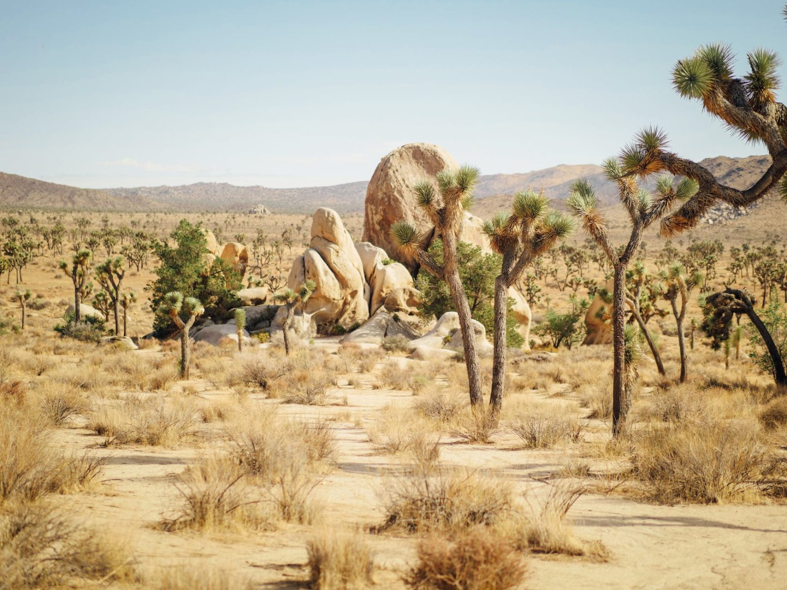Joshua Tree National Park Bild 1