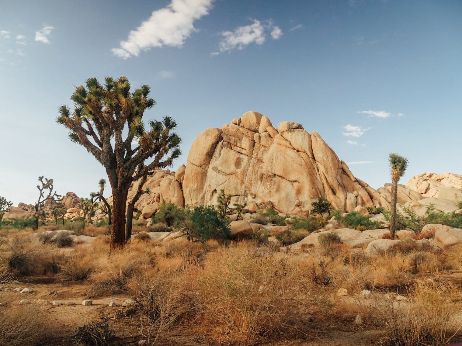 Joshua Tree National Park Bild 10